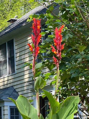 3 件大号 Indica Canna 百合灯泡根状红色和黄色长 5-8 英尺高 — 第 1/4 张图片