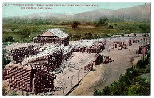 No. 1916 Pigeon Ranch Southern Pacific Train Co, CA Mitchell Postcard - Picture 1 of 2