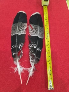 Z47 Pr Pen Raised African Harrier Hawk (Polyboroides Typus) Wing Feather - Picture 1 of 1