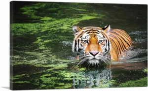 ARTCANVAS Tiger Swimming in Swamp Canvas Art Print - Picture 1 of 11