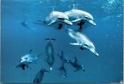 Postcard Atlantic Ocean Spotted Dolphins Swimming In A Large Pod Posted 2007