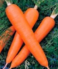 Carrot seeds Red giant Late-ripe vegetable organic from Ukraine 5 grams