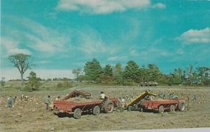 Door County Wisconsin Postcard Potato harvest Washington Island Vintage - Picture 1 of 2