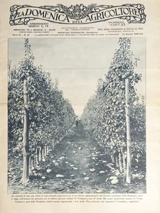 Settimanale di A. Mussolini - La Domenica dell'Agricoltore N. 42 - 1936 - Foto 1 di 1