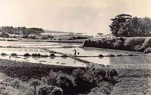 Japan - OKINAWA - Rice Field - REAL PHOTO - Picture 1 of 2
