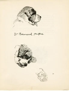 SAINT BERNARD SCHÖNER ALTER ORIGINAL 1937 HUND KUNSTDRUCK von MAC LUCY DAWSON - Bild 1 von 1