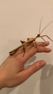 Phasme scorpion (oeuf) adulte mâle - Photo 1/3