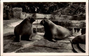 Postal HAMBURGO Stellingen Carl Hagenbeck Tierpark Zoo WALROSSE im Nordland ~ 1940/50 - Imagen 1 de 2