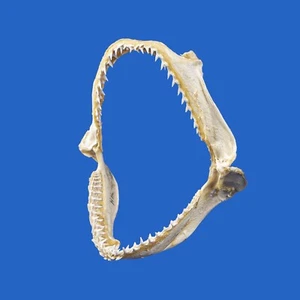 Winghead shark jaws hammer head HH79 - Picture 1 of 4