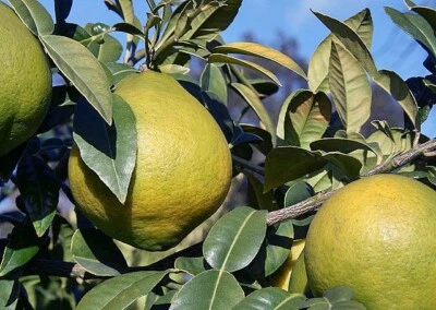 Citrus macroptera | Wild Orange | 5 Seeds - Image 1 of 3