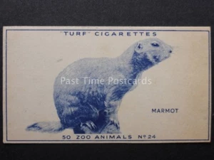 No.24 MARMOT - Zoo Animals - Carreras / Turf Slides (Plain back) 1954 - Picture 1 of 1