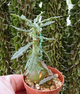 Dorstenia hildebrandtii f. crispa cacti caudex stapelia adenium  succulenten 1 - Picture 1 of 3