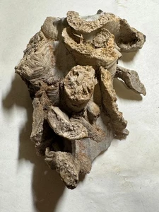 RACIMO FÓSIL DE CORAL CUERNO - Imagen 1 de 4