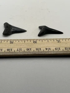 1.25” Mako Fossil Shark Tooth V54 - Picture 1 of 4