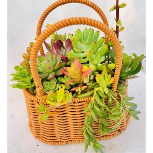 Succulent Plant Collection Cut Flower Basket Handbag (1-Pack) - Picture 1 of 5