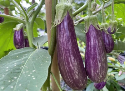 15 semillas raras de berenjena de cuento de hadas jardín de berenjena Foto 1 de 4