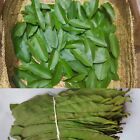 Organic Guava Leaves: Nature's Secret for Health, Beauty, and Well-being - Fresh