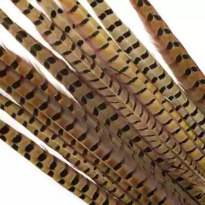 RINGHALS FASANENSCHWANZFEDERN - 18-22 Zoll - 2 Stück - Fliegenbindematerial NEU - Bild 1 von 5