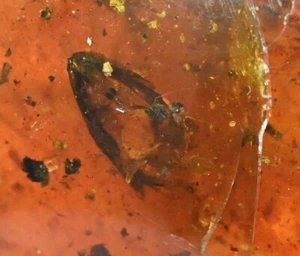 RARE Mostly complete Lizard with head, Fossil inclusion in Burmese Amber - Picture 1 of 7