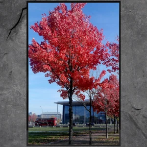 11x14 Picture Frame, Black Poster Frame, 14x11 Picture Frame Black Wall Mounting - Picture 1 of 12