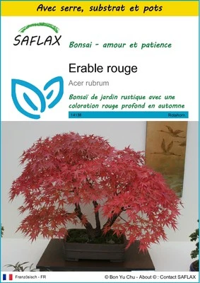 SAFLAX - Kit de culture - Erable rouge - 20 Graines - Photo 1/4