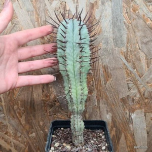 Astrophytum ornatum Vaso 8 cm Cod.2001-19 - Zdjęcie 1 z 3