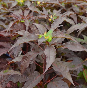 Staudeneibisch Summerific Holi Graile 40-60cm - Hibiscus moscheutos - Bild 1 von 1