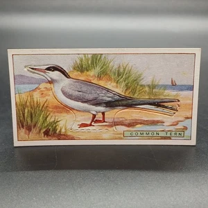 1920s Ogden's Birds Press-Outs COMMON TERN 42 Antique Tobacco Cigarette Card - Picture 1 of 2