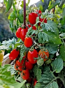 Tomatensamen kleine Buschtomate LAURA samenfest Balkontomate Zwergtomate - Bild 1 von 6