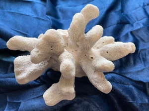 Large Cat's Paw Coral Cluster, Natural coral, 8+ lbs, 11 x 11 x 8, unaltered - Picture 1 of 19