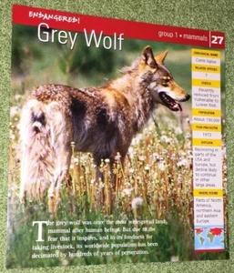 Endangered Animals Card - Mammal - Grey Wolf #27 - Picture 1 of 2