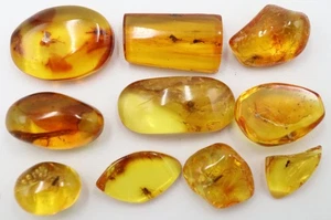 10 LOT Baltic Amber Stones with Rare Insects | Certified Fossil Inclusions - Picture 1 of 14