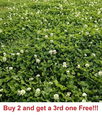 Semillas de cultivo con cubierta de trébol holandés blanco semillas de flores frescas no transgénicas 700-800 semillas Foto 1 de 2