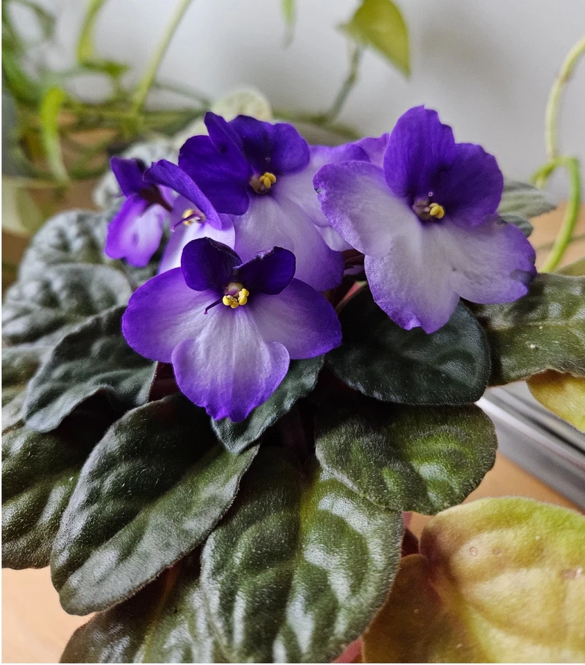 FLOWERS VIOLETS virtual digital photo picture card image #J028Y Julia - Image 1 of 1