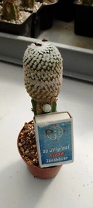 Turbinicarpus valdezianus - Bild 1 von 1