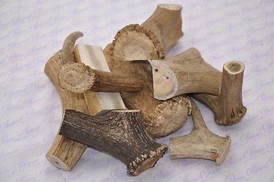 GENUINE SCOTTISH STAG ANTLER HORN DEER DOG CHEW TREAT 100% ORGANIC - Image 1 of 4