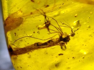 Fossil amber Insect Burmese burmite Cretaceous insect Myanmar - Picture 1 of 3