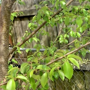 10 Live Black Cherry Tree Cuttings 10” + Edible New Young Ends Prunus Serotina - Picture 1 of 7