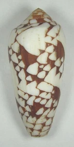 CONUS EPISCOPATUS 67,21mm SUPER AUSWAHL EXEMPLAR Guam - Bild 1 von 2