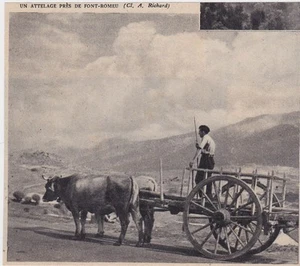1952 -- EIN OCHSENKUPPLUNG IN DER NÄHE VON ROMEU BRUNNEN 3E675 - Bild 1 von 1