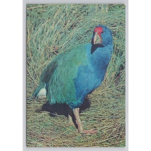 Postal de recuerdo coleccionable de vida silvestre Takahe Bird Nueva Zelanda - Imagen 1 de 2