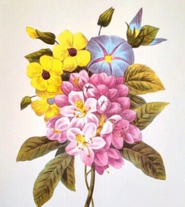 Redoute Bouquet Botanical Flowers Vintage Book Print Plate 55 Rhododendrum - Picture 1 of 3