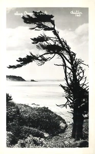 Entlang der Küste von Oregon Zypresse Baum christlicher Fotograf echtes Foto Postkarte - Bild 1 von 2