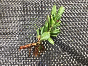 Crassula Gollum Geldbaum Jungpflanze Sukkulente gerollte Blätter #1 - Bild 1 von 4
