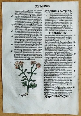 Post Incunable Leaf Hortus Sanitatis Colored Woodcuts Botany (F) - 1511 - Image 1 of 2