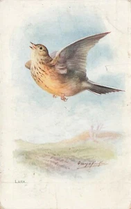 1916 LARK ASCENDING George Rankin Bird Postcard - Picture 1 of 1