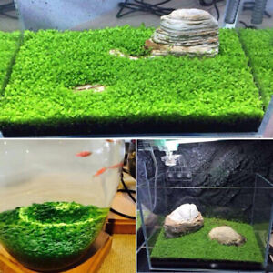Plant Seed Fish Tank Aquarium Aquatic Water Grass Decor Garden Easy Care Plant