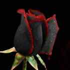 Black and Red Rose Seeds Rare Unusual Stunning Garden Plant