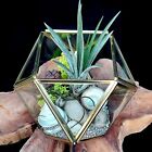 Golden Geometric Terrarium with nature theme and two Airplants  17.5cm x 12.5cm