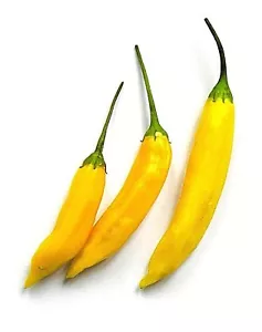 semi di peperoncino goccia di limone cimelio non OGM aperto impollinato EZ PEPERONCINO PRINCIPIANTE - Foto 1 di 12